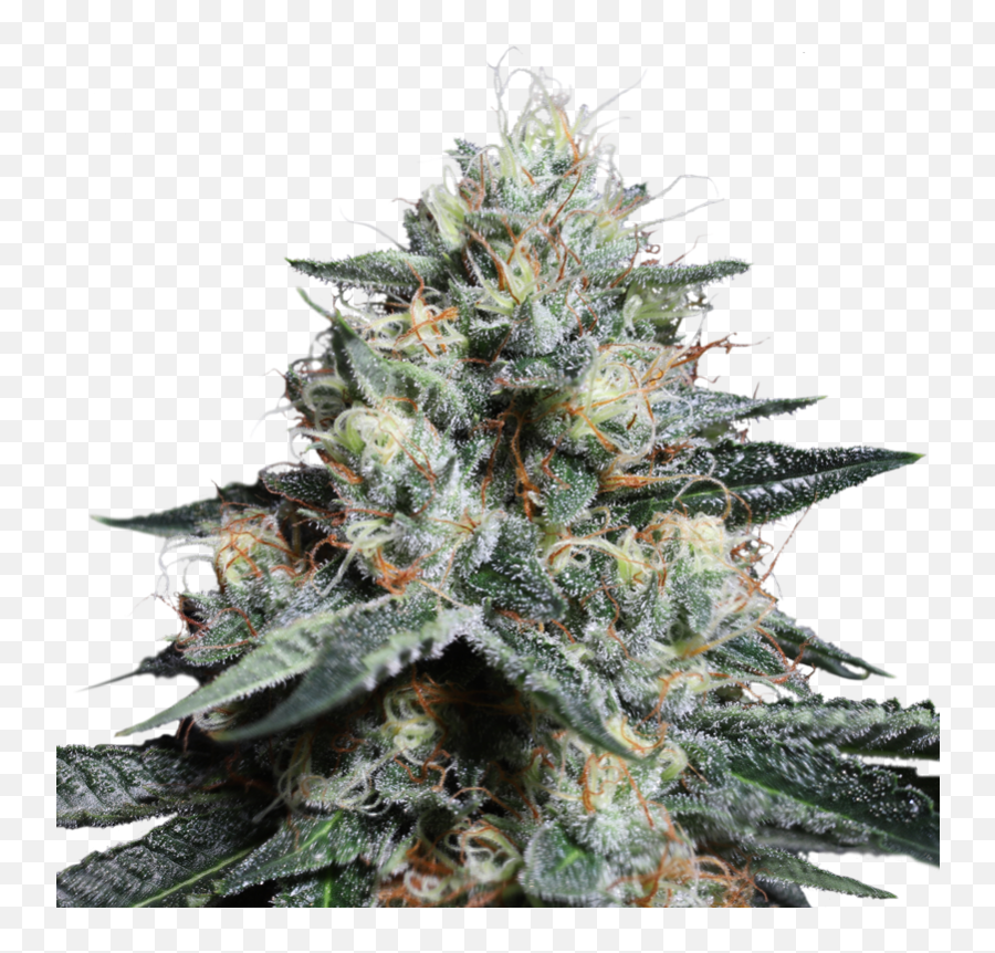 Lava Freeze Png Indica Icon