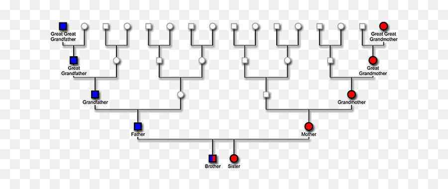 Proving Native American Ancestry Using - Vertical Png,Direct Ancestor Icon