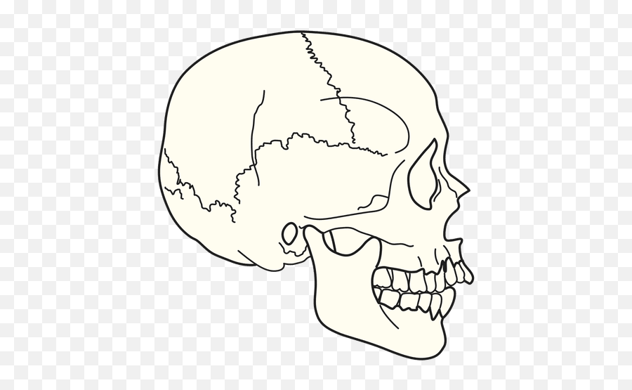 Medical Illustration Skull Side View - Transparent Png U0026 Svg Skull Side View Png,Skull Png Transparent