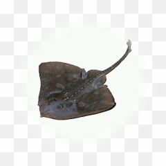 Bdo Ray Knowledge Database Guide Bddatabasenetus - Mantas Raya Png Transparente