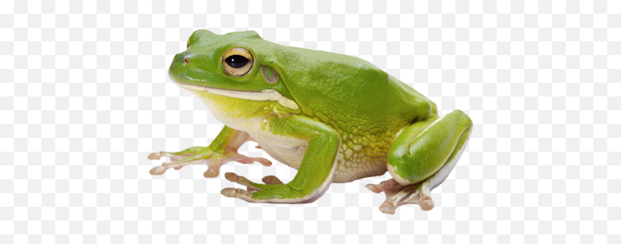 Png Image With Transparent Background - Transparent Background Frog Transparent,Transparent Frog