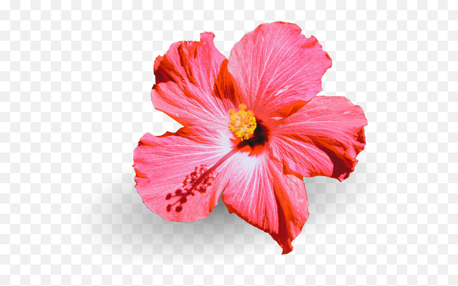 Smell Better Hawaii - Hawaiian Hibiscus Png,Hawaii Flower Icon