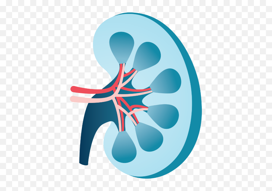 Trestle Bio Bioengineered Therapies For Kidney Disease - Art Png,Print Failed Icon