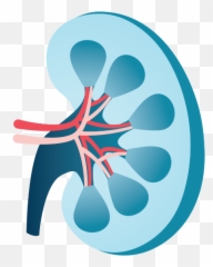 Trestle Bio Bioengineered Therapies For Kidney Disease - Art png