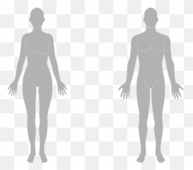 The Body Flashcards - Human Body Silhouette Png