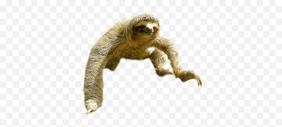 Sloths Transparent Png Images - Sloth Crossing The Road,Sloth Png