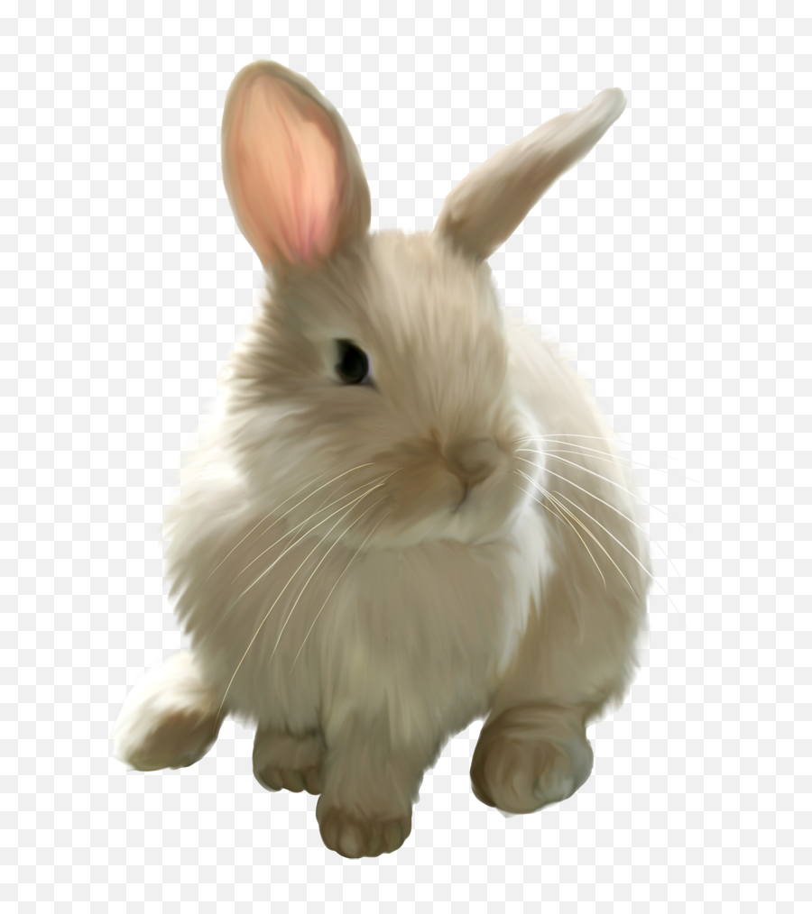Download Easter Bunny Free Png Transparent Image And Clipart - Bunny Clipart Transparent Background,Easter Frame Png