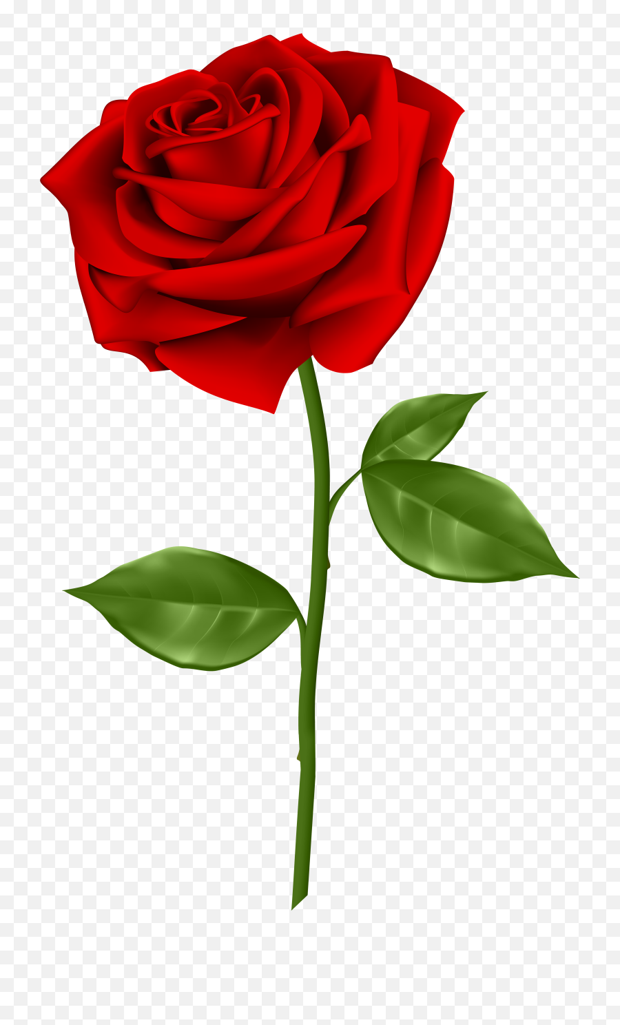 Red Rose Transparent Png Clip Art - Clipart Rose Transparent Background,Red Rose Png