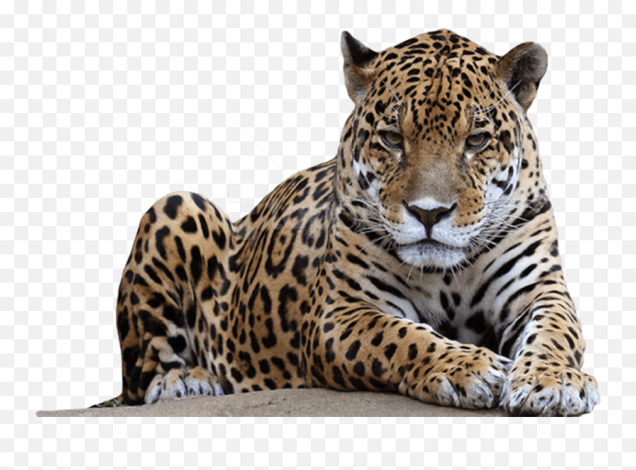 Png Images Transparent Background - Amur Leopard Png,Jaguar Png