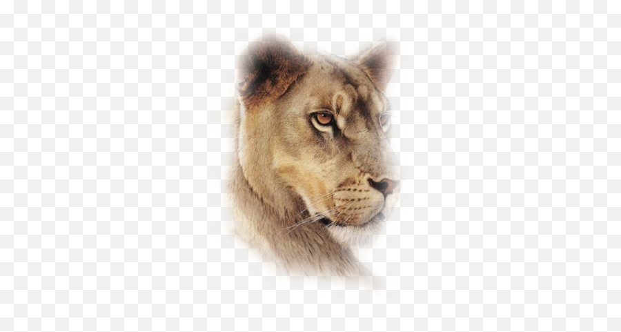 Lioness Head Png