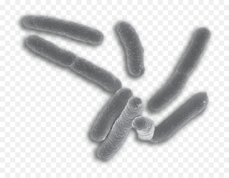 Png Background - E Coli Bacteria Png,Bacteria Transparent Background