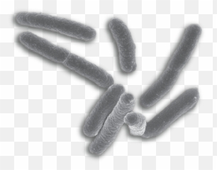Png Background - E Coli Bacteria
