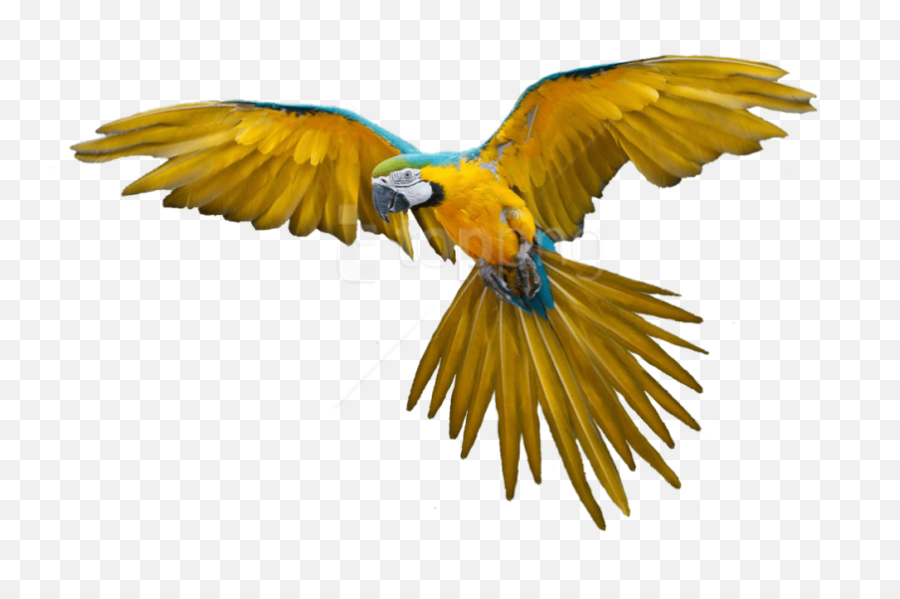 Free Flying Bird Gif Transparent - Flying Parrot Png,Bird Png Transparent