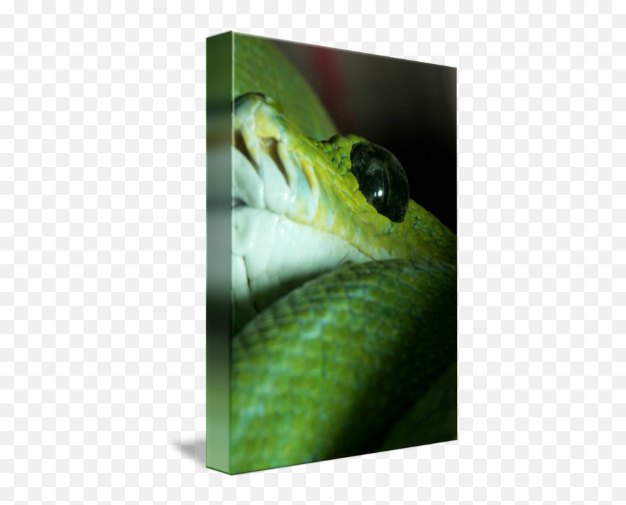 Snake Eye - Smooth Greensnake Png,Snake Eye Png