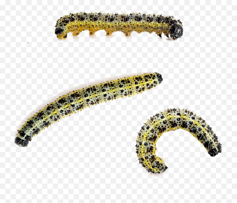 Caterpillar Large White Butterfly - Cabbage Worms White Background Png,Caterpillar Png