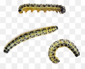 Caterpillar Large White Butterfly - Cabbage Worms White Background Png,Caterpillar Png