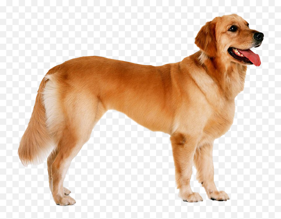 Golden Retriever Png Transparent Hd - Hd Image Of Dog,Golden Retriever Transparent