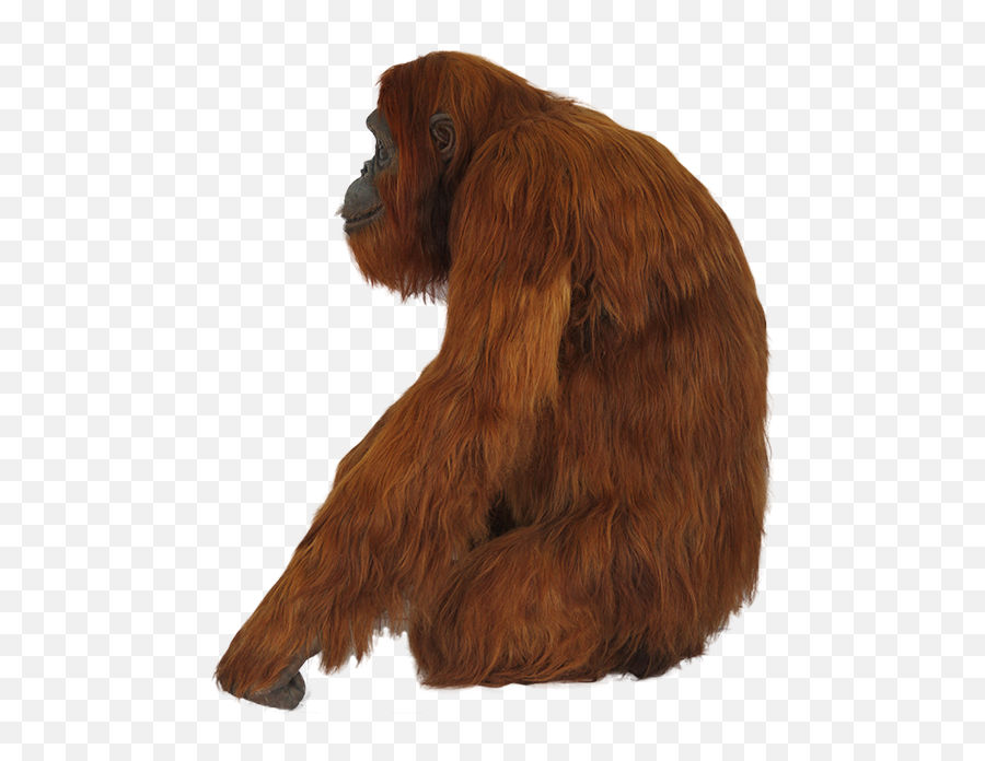 Download Orangutan Png - Orangutan Png,Orangutan Png