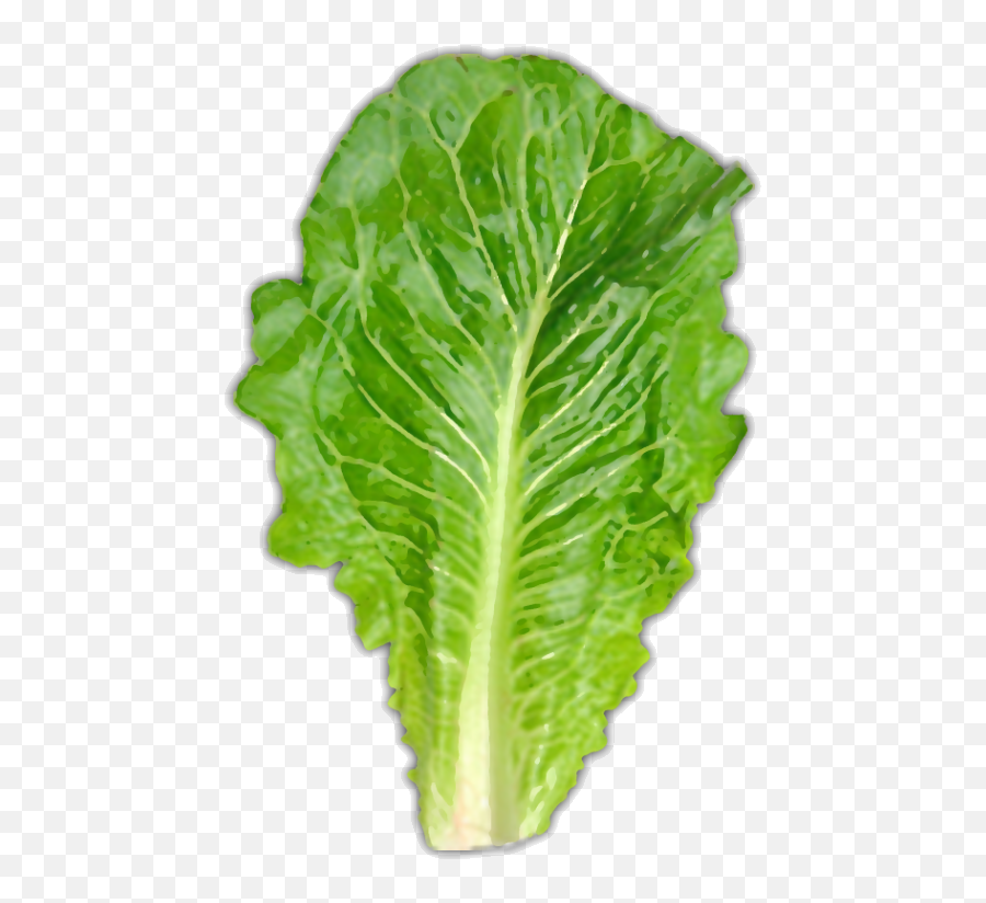 Download Hd Usually About One Large Leaf - Romaine Lettuce Romaine Lettuce Leaf Png,Lettuce Png