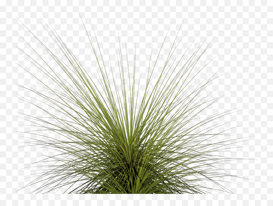 Tall Grass Png Hd - Grass Plant Transparent Background,Tall Grass Png