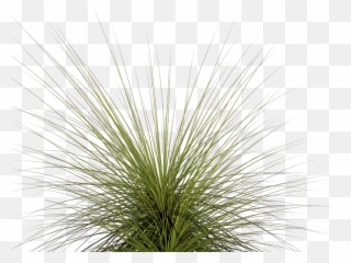 Tall Grass Png Hd - Grass Plant Transparent Background,Tall Grass Png
