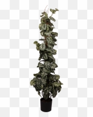 Living Kuwait - Your Online Destination For Shopping Houseplant Png,Bougainvillea Png
