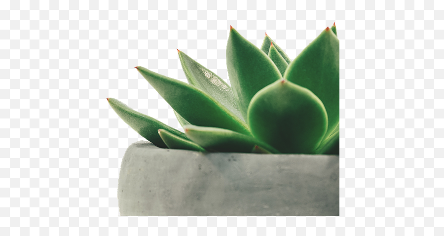 Download Plant Juicy Potted - Succulents Gardening Minimalist Plant Png,Gardening Png