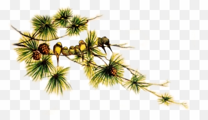 Collection Of Vintage Christmas Bird Clip - Vintage Pine Birds Png,Pine Cone Png