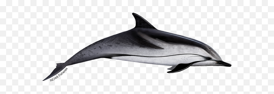 Striped Dolphin Png U0026 Free Dolphinpng Transparent - Striped Dolphin,Dolphin Png