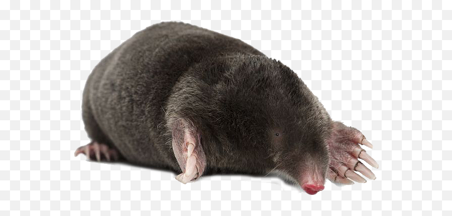 Png Mole Transparent - Mole Png,Mole Png