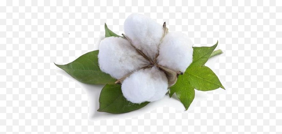 Cotton Png - Cotton Png,Cotton Png