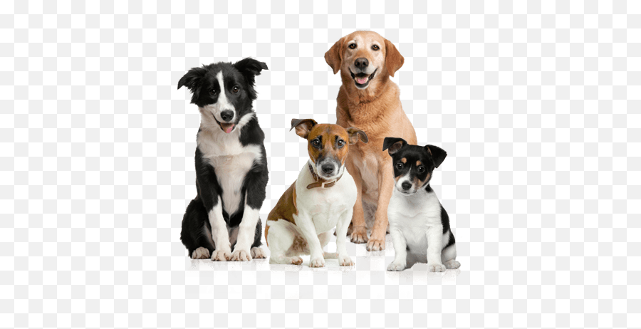 Dog Group Transparent Png - Transparent Background Dogs Png,Cute Dog Png