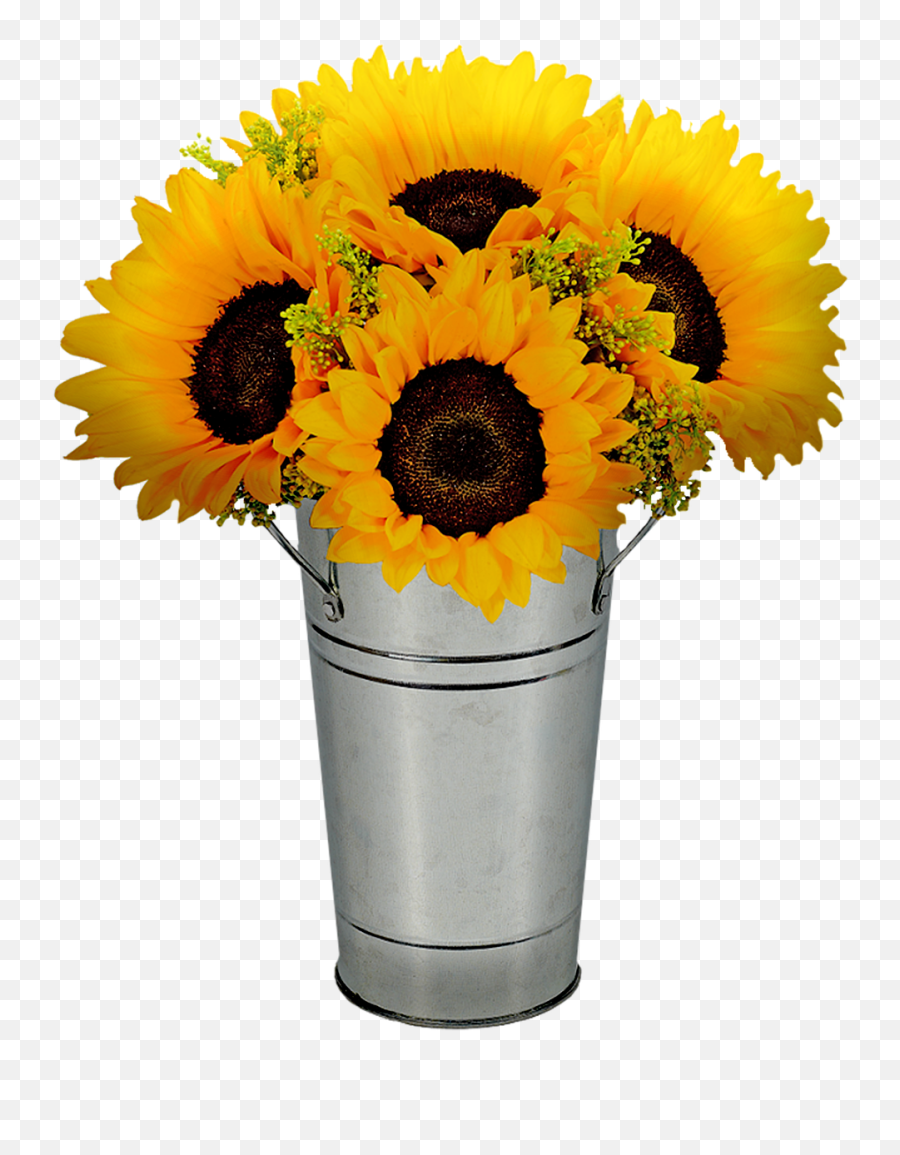 Sunflowers In Pot Flower - Free Image On Pixabay Png,Sunflowers Png