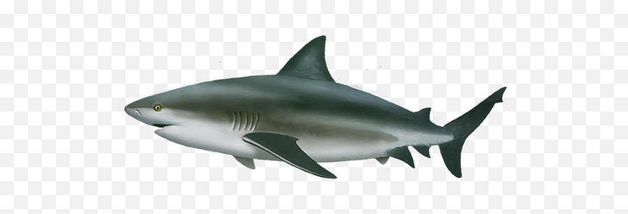 Shark Transparent U0026 Png Clipart Free Download - Ywd Bull Shark No Background,Whale Shark Png