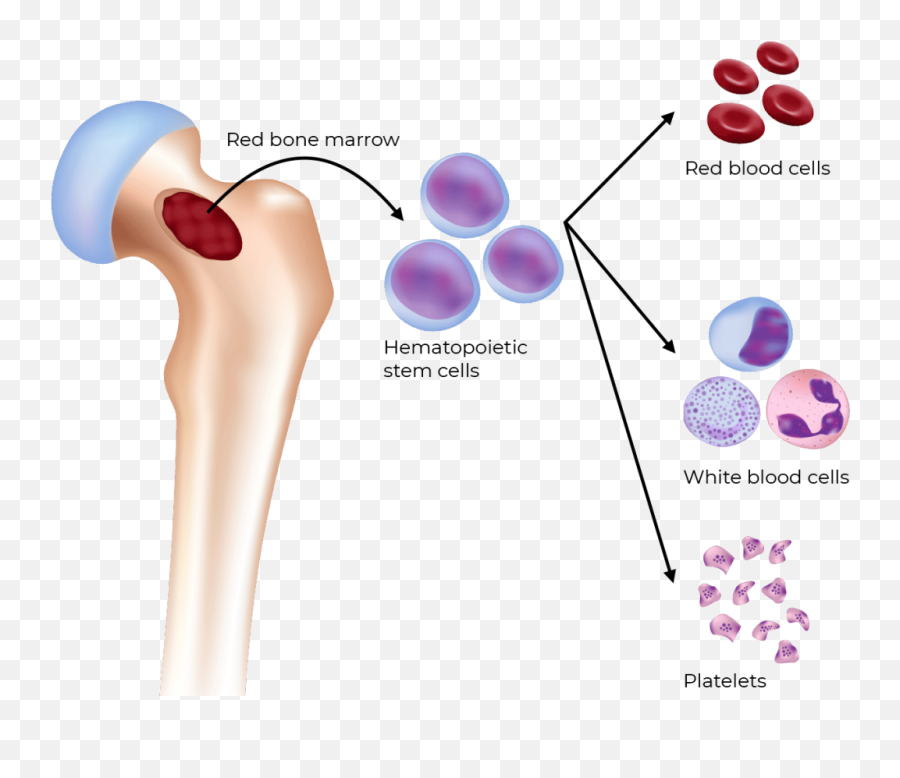 Red Blood Cells Png - Medula Ossea Celulas Tronco,Cells Png