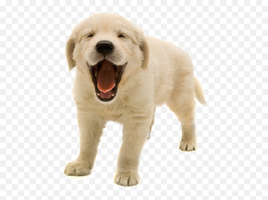 Iron Man Dog Veterinarian Pet - Golden Retriever Puppy Png Can Dogs Eat Banana Peels,Veterinarian Png