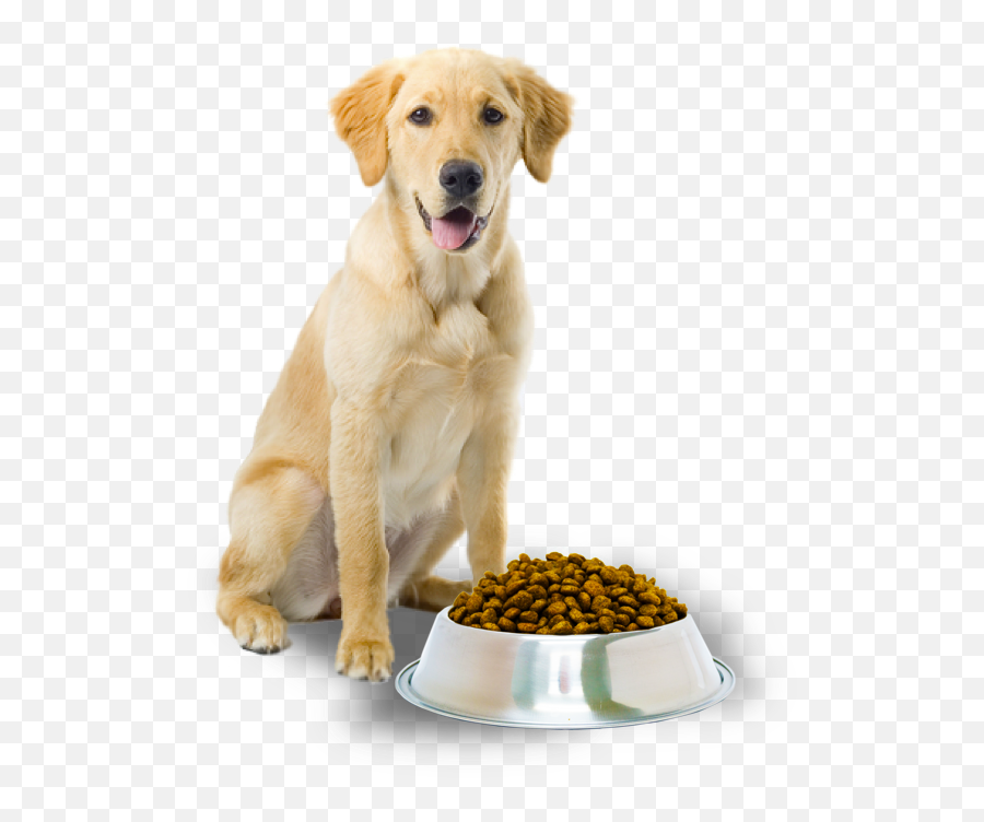 Dog Food Recipes - Dog With Food Png,Dog Food Png