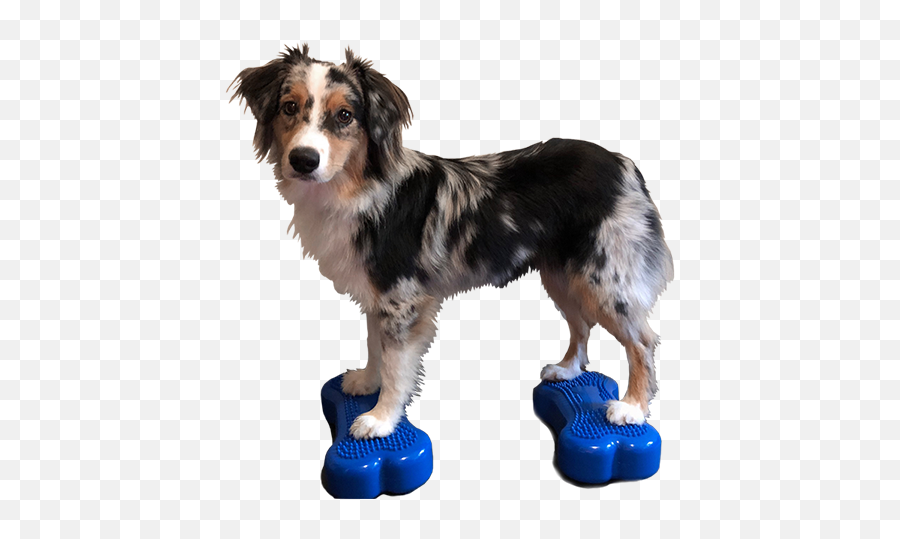 Caninegym K9fitbones Balance Training Platforms - Minis K9 Fit Bone Png,Australian Shepherd Icon
