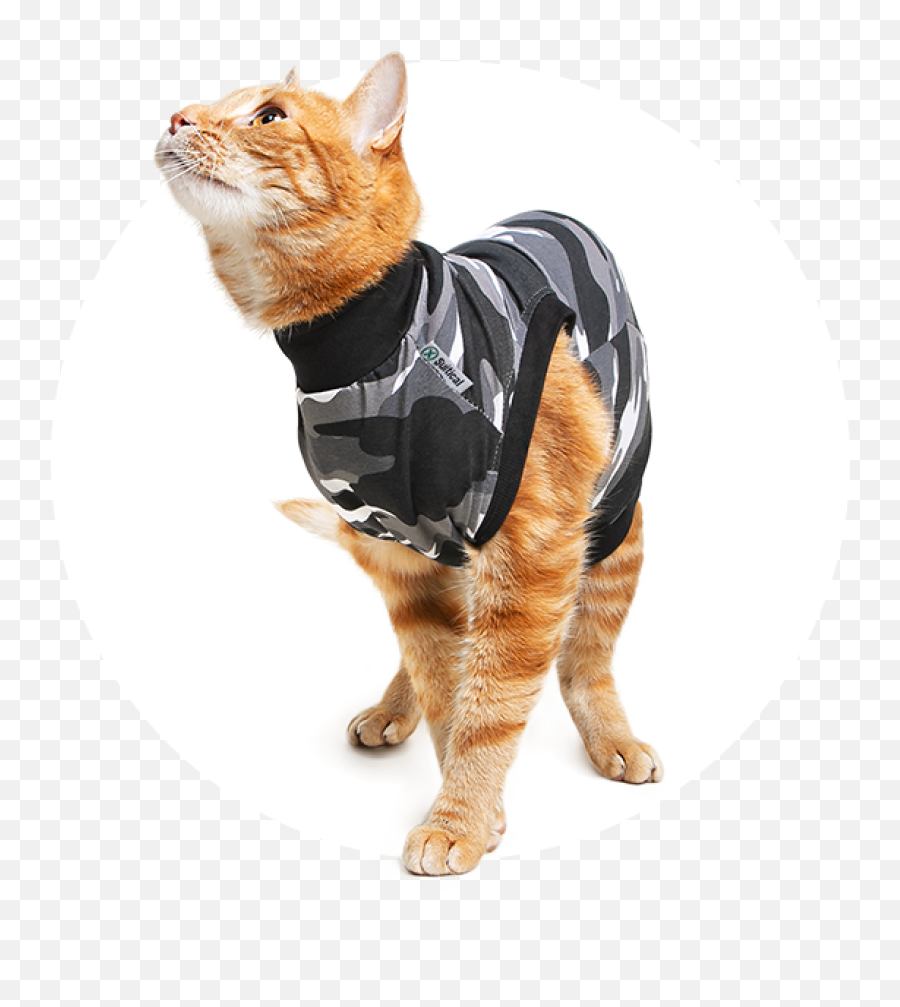 Recovery Suit Cat - Suitical Suitical Recovery Suit For Cats Png,Cat Lick Icon