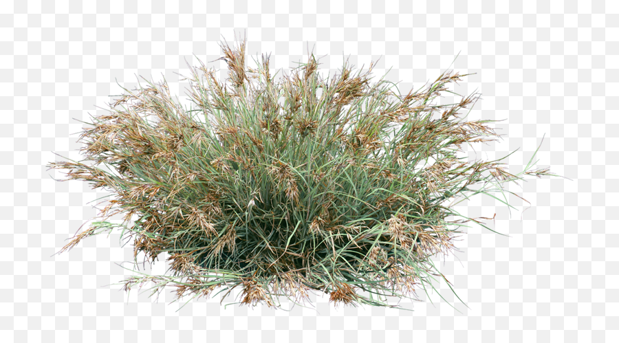 Download Themeda Australis - Grass Png Image With No High Grass Cut Out,Grasses Png