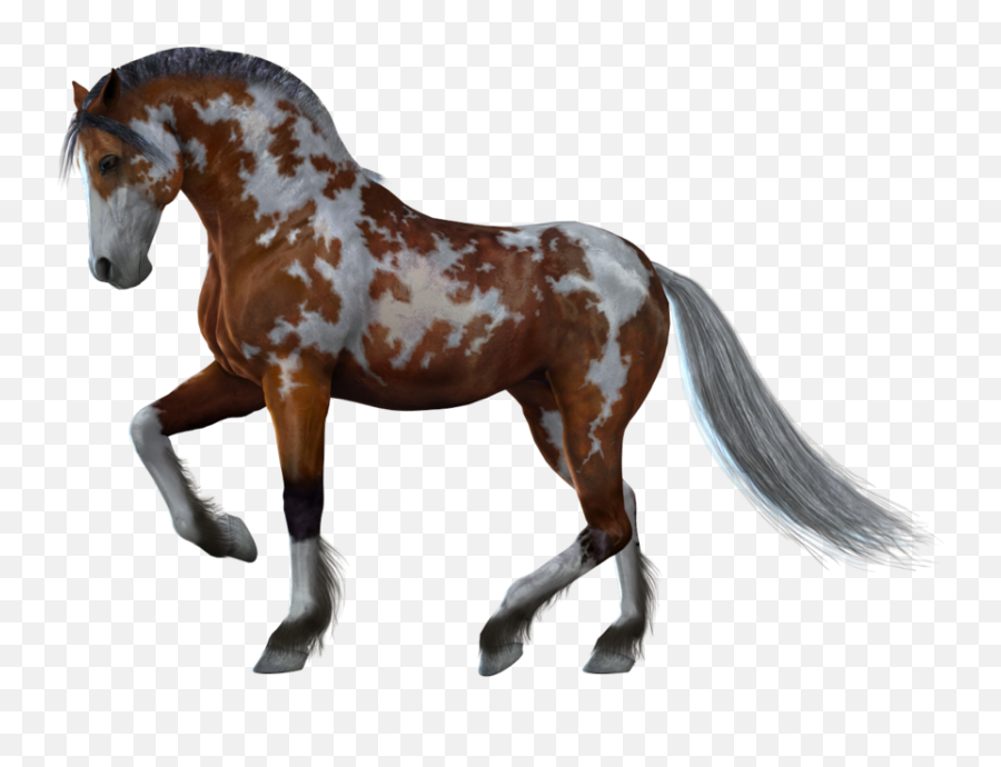 Horse Png Image Free Download Picture - Horse With White Background,Stock Photo Png
