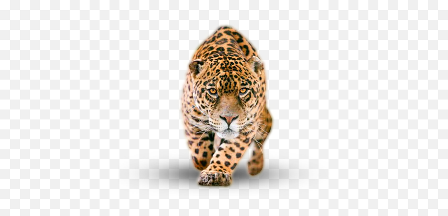 Png Image Collection For Free Download - Jaguar Png,Jaguar Png