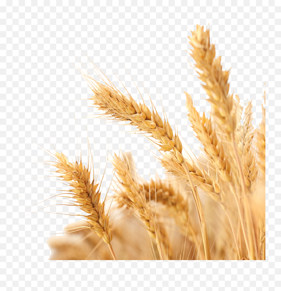 Download Harvest Wheat Crop Free Png Hq Clipart - Transparent Background Wheat Png,Harvest Png