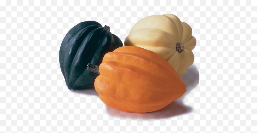 Imgur The Magic Of Internet - Fall Squash Png,Acorn Transparent Background