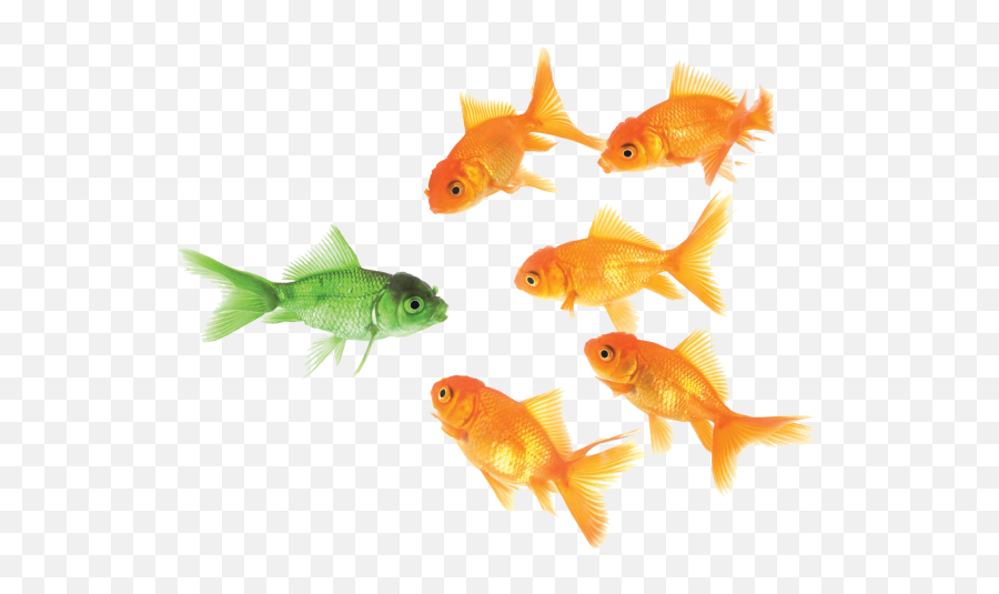 Goldfish Png 50 - Png 5890 Free Png Images Starpng Traditional Vs Nontraditional,Goldfish Transparent Background