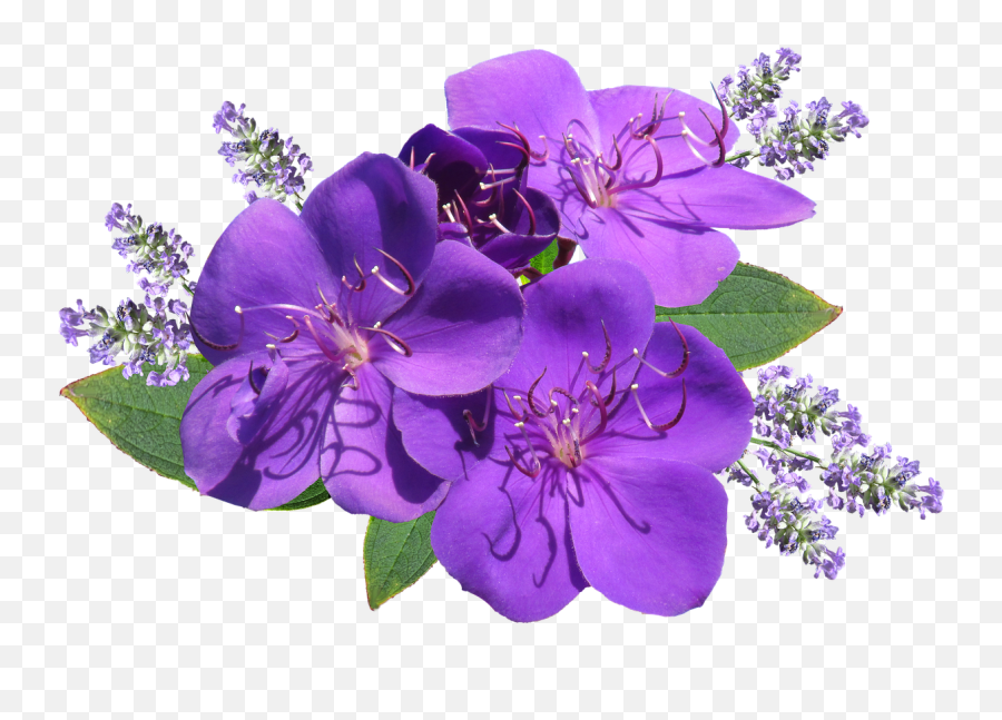 Download Hd Flower Purple With Lavender - Lavender Flower Images Png,Lavender Png