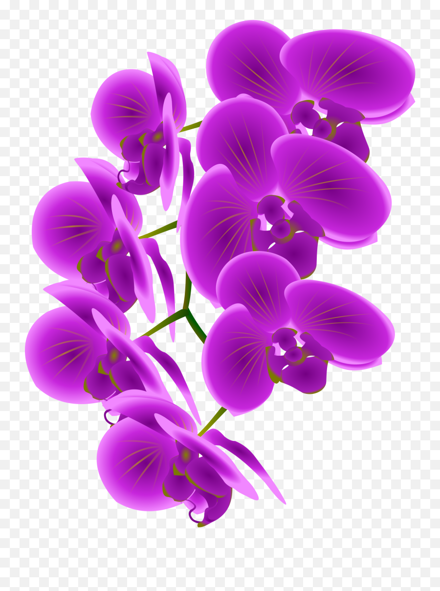 Orchid Clipart Singapore - Clipart Orchid Transparent Background Png,Violets Png