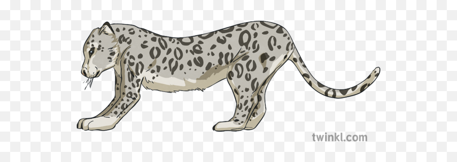 022012 Snow Leopard Cat Animal Relax Pose Exercise Yoga Life Ks2 - Jaguar Png,Snow Leopard Png