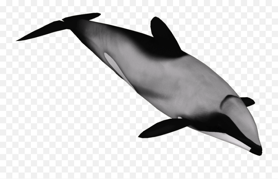 Hectoru0027s Dolphin 1 - Hectoru0027s Dolphin Png Full Size Png Hectors Dolphin Clip Art,Dolphin Png