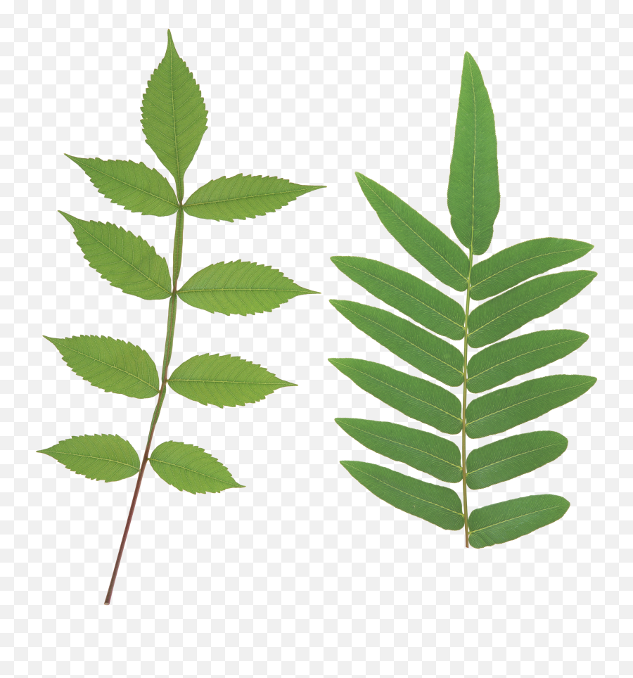 Green Leaves Png Image For Free Download - Leaf Stem Png,Green Leaves Png
